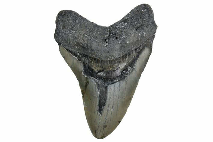 Bargain, Fossil Megalodon Tooth - North Carolina #347124